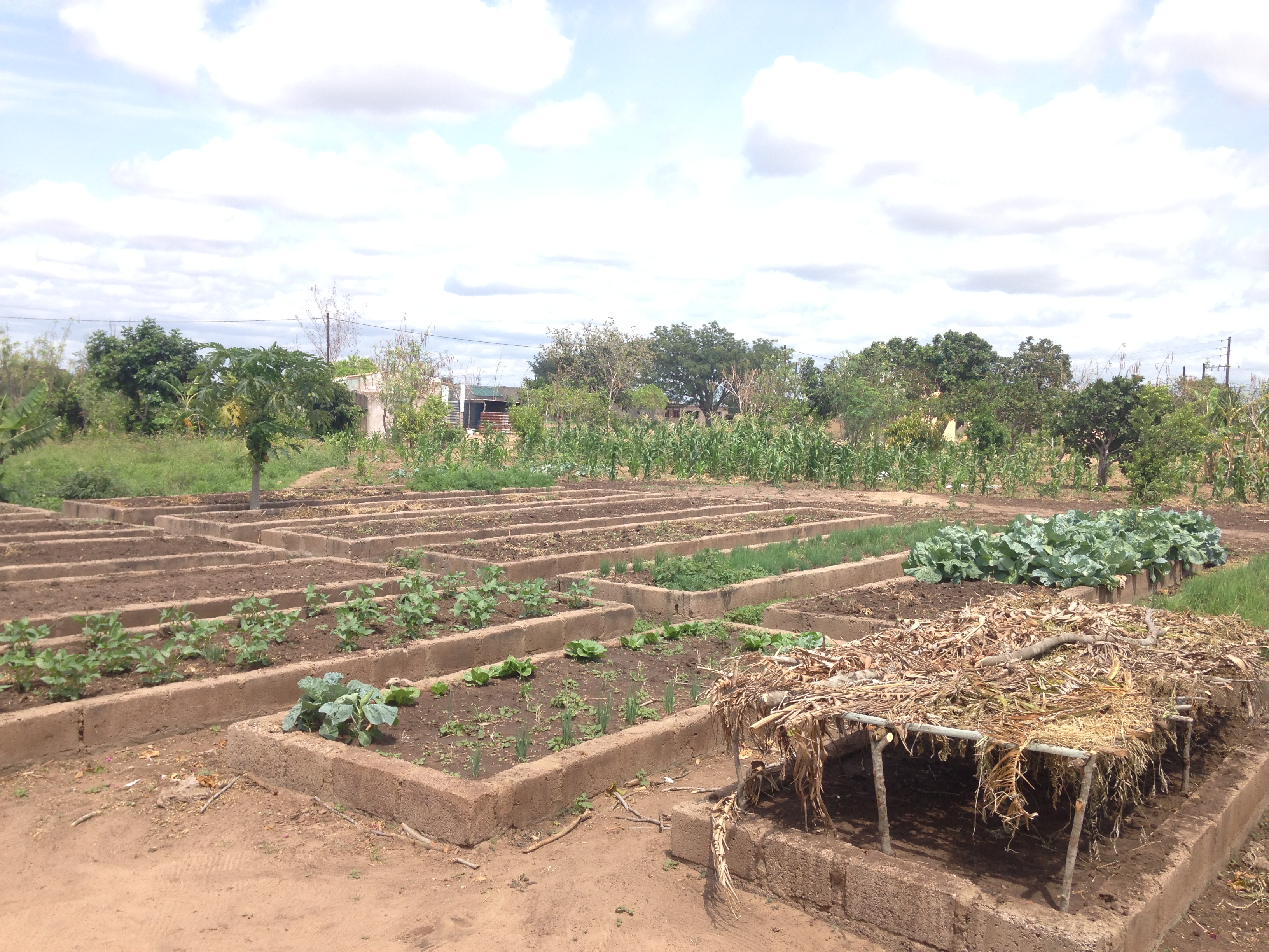 AID 10897 - Foto cultivo IPERMO